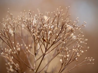 Hvordan tørrer man blomster?