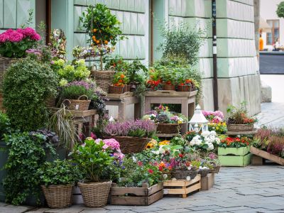 Hvornår lukker stige blomster?