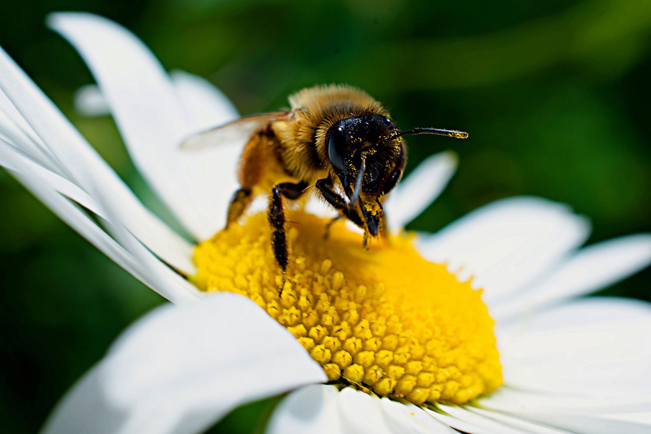 Hvilke blomster kan bier lide?