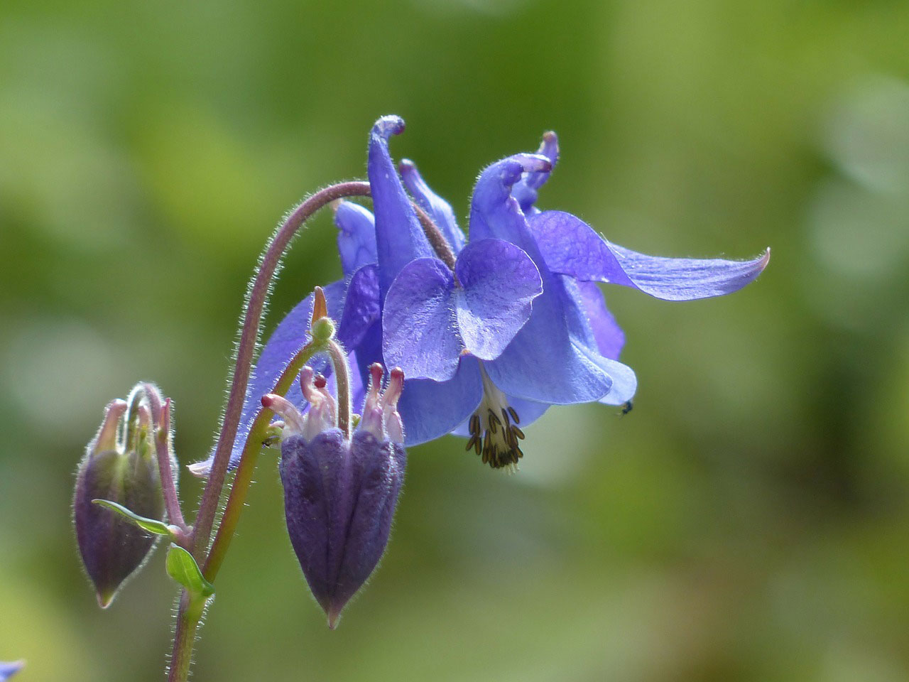 Hvilke blomster trives i skygge?