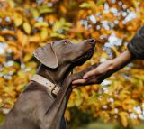 Hvad er en weimaraner?